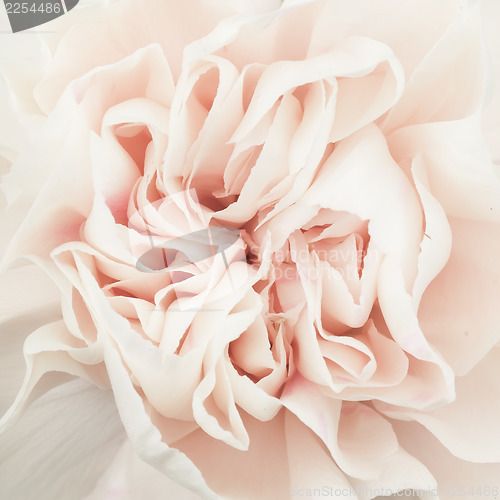 Image of Pink rose flower isolated