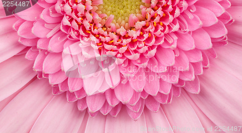 Image of Pink gerbera flower isolated