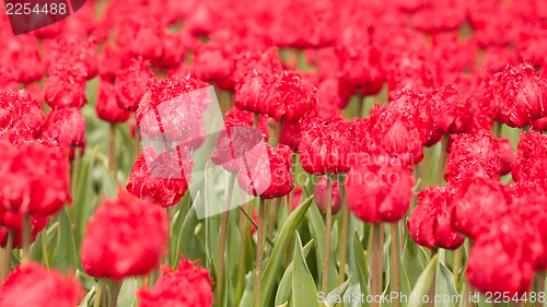 Image of Tulip field on agricultural land