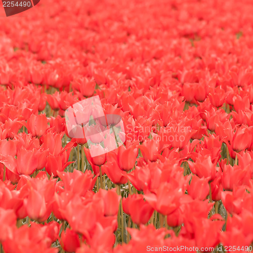 Image of Tulip field on agricultural land