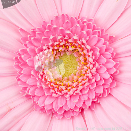 Image of Pink gerbera flower isolated
