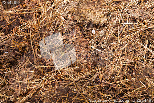 Image of Close-up of manure mixed with hay