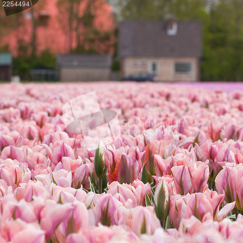 Image of Tulip field on agricultural land