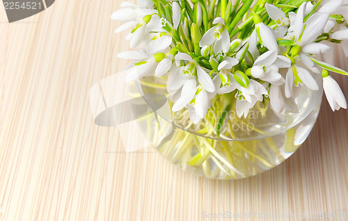 Image of Snowdrops in a vase