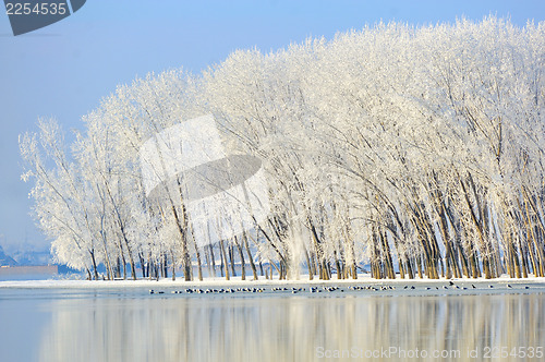 Image of winter trees covered with frost