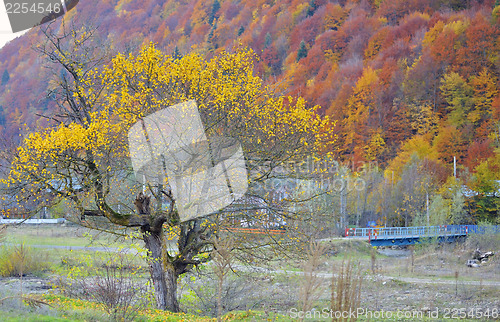 Image of Forest covered with yellow leaves and rusty