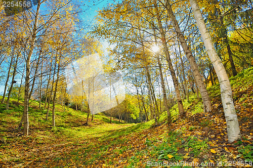 Image of autumn landscape 