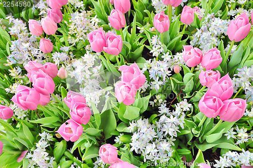 Image of tulips