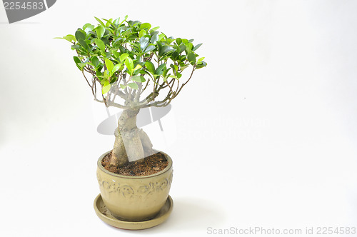 Image of bonsai tree lsolated