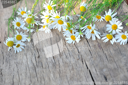 Image of daisy on  vintage wood planks