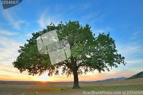 Image of Alone tree