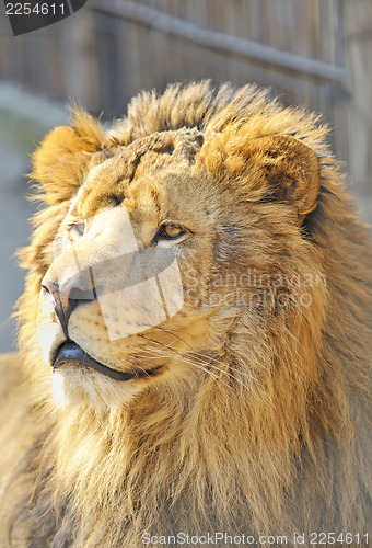 Image of African lion