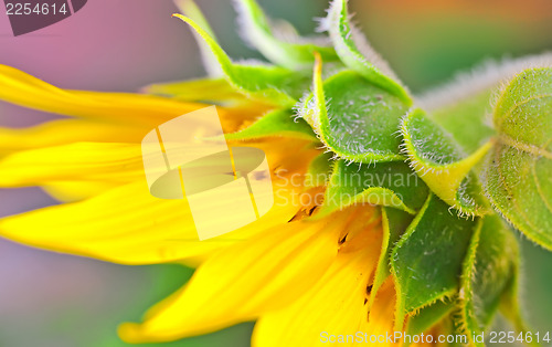 Image of Sunflower detail 