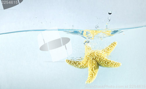 Image of Starfish in the water