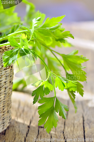 Image of parsley in braided basket isolated