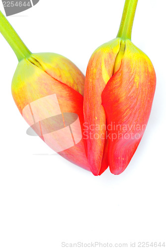 Image of tulips heart
