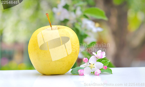 Image of Apple and Flower Blossom