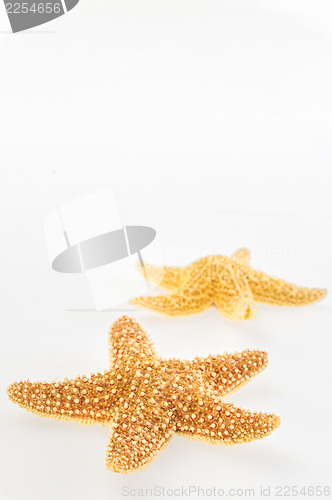 Image of Dried yellow-orange starfish