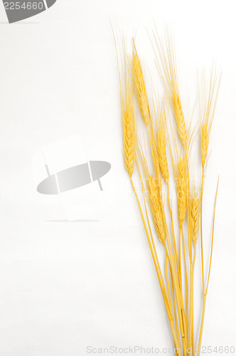 Image of Wheat isolated on white