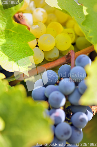 Image of ripe grapes
