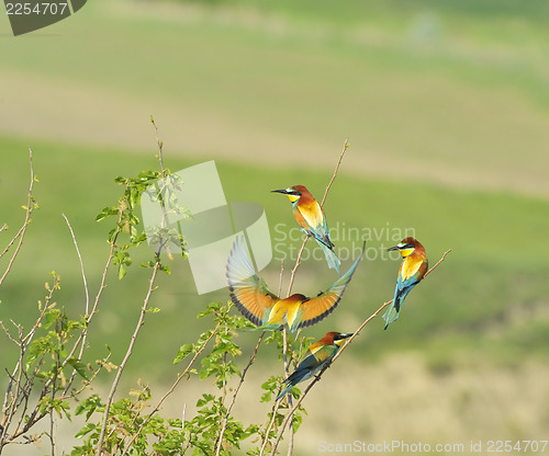 Image of european bee-eaters