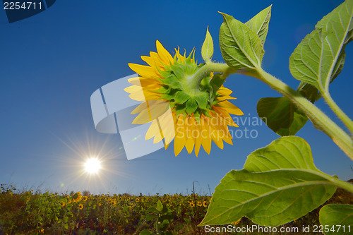 Image of Sunflowers field