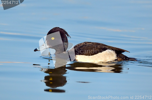 Image of Tufted Duck