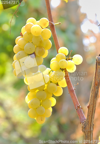 Image of Bunch of grapes