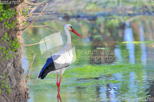 Image of swan on lake 