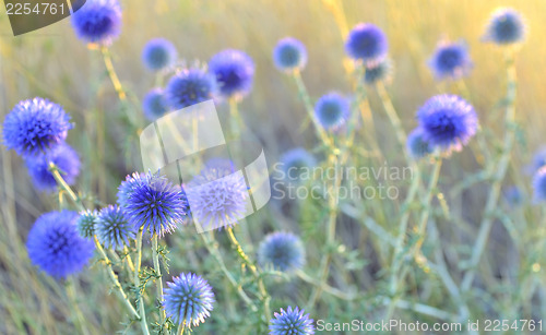 Image of thistle close-up 