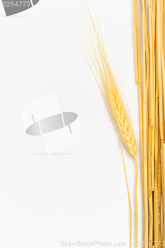 Image of Wheat isolated on white