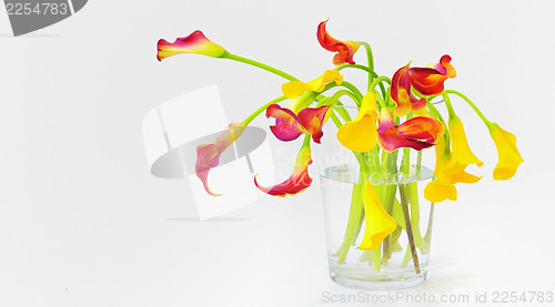 Image of calla lilies in vase