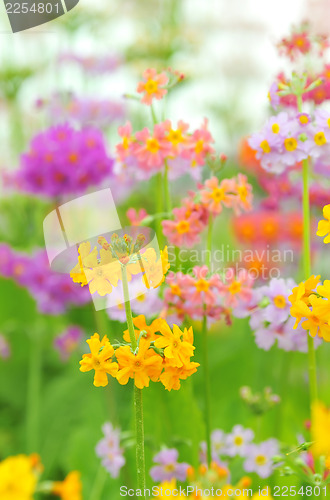 Image of Phlox paniculata flowers