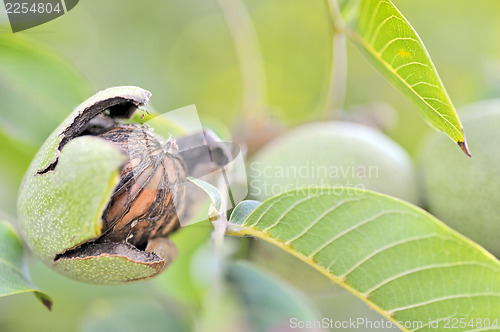 Image of ripe walnut on tree