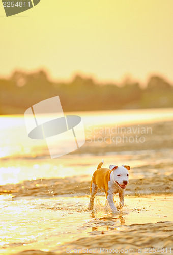 Image of  American Staffordshire Terrier dog play in water