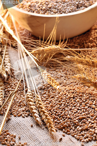 Image of wheat seeds on rough material