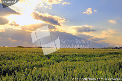 Image of wheat field with sunset