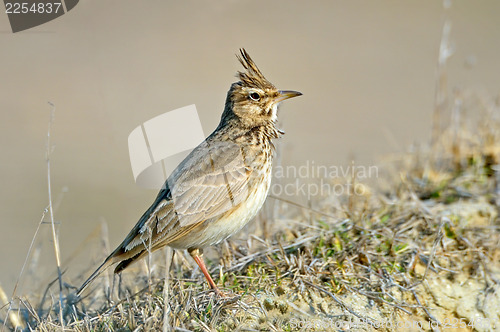 Image of Crested Lark, Galerida cristata 