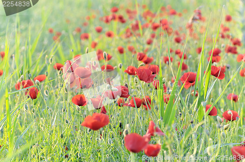 Image of poppies field