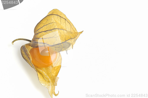 Image of phisalis small yellow fruit