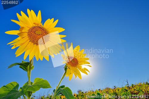 Image of Sunflowers field