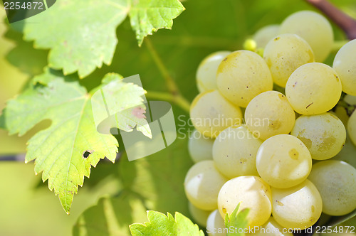 Image of Bunch of grapes