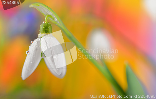 Image of Fresh snowdrop