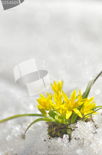 Image of yellow spring flowers 