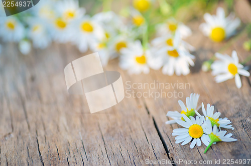 Image of camomile flower on wood