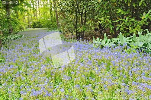 Image of Keukenhof gardens