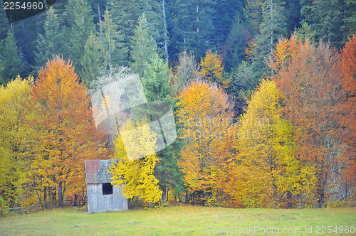 Image of autumn birch forest