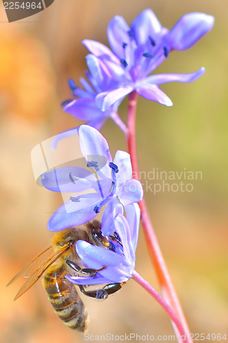 Image of Image of beautiful violet flower and bee
