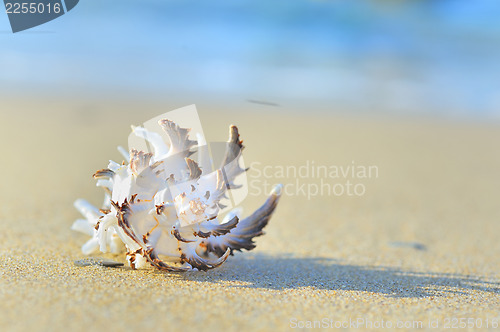 Image of seashell on the beach