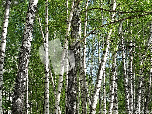 Image of Beautiful spring birch